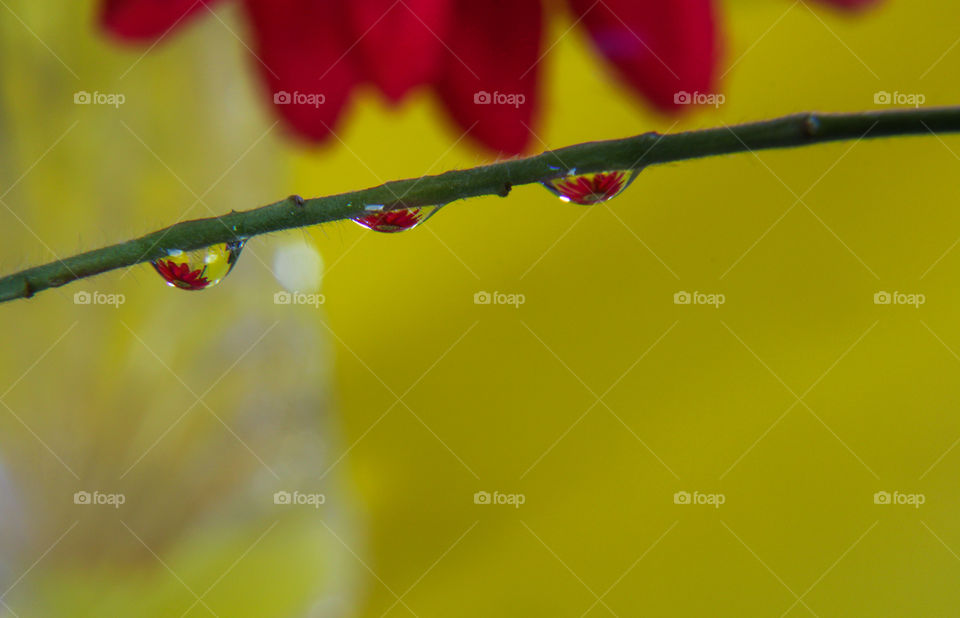Red flower on water droplets against yellow background 