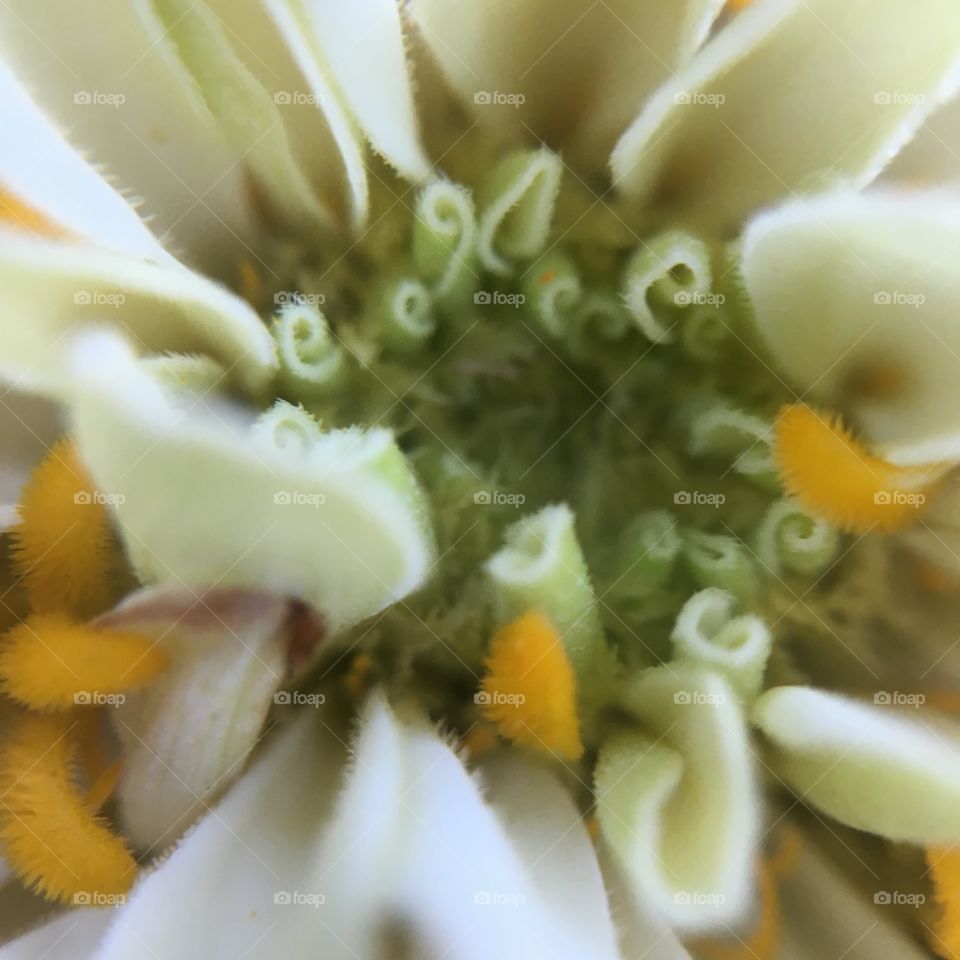 White Zinnia 