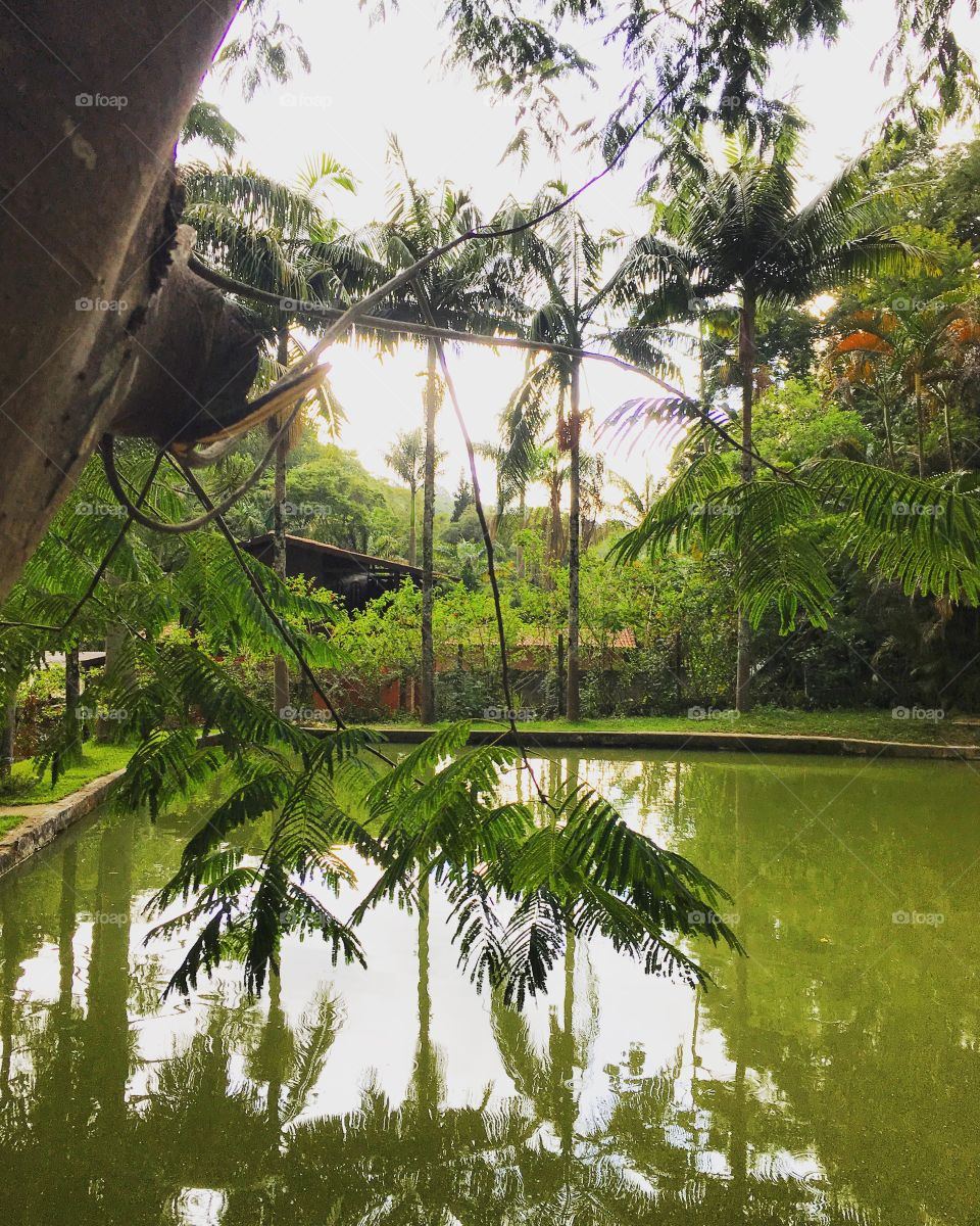 Reflection of trees in pond