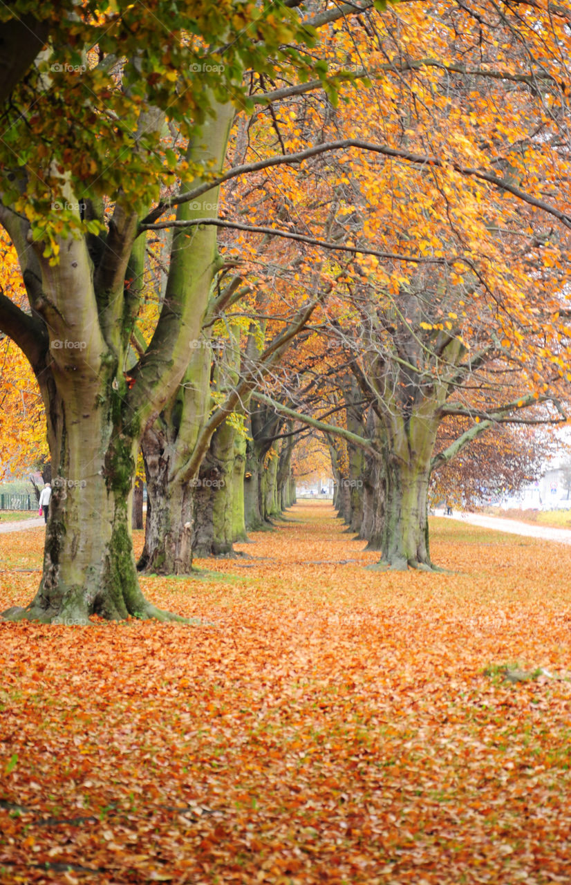 Autumn trees in park