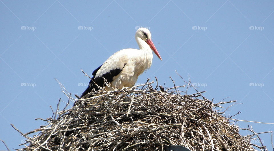 stork