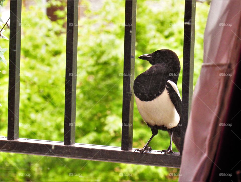 Magpie