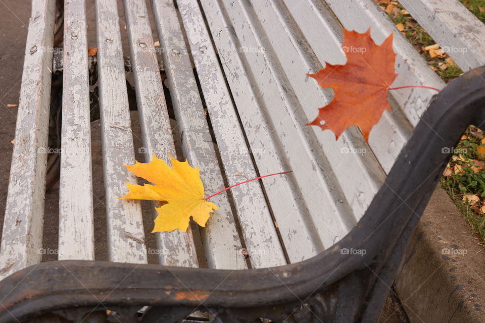 скамья.листья.осень.город.