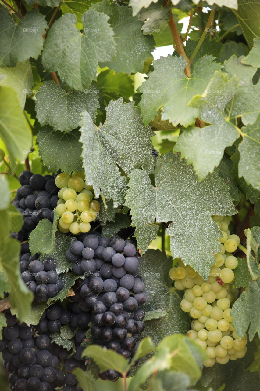 harvesting time in Argentina. The wine industry is booming and spreading to large and small operations.