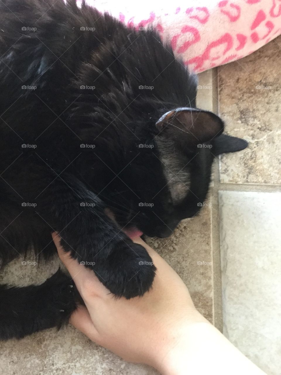 Cat showing love to a person's hand.