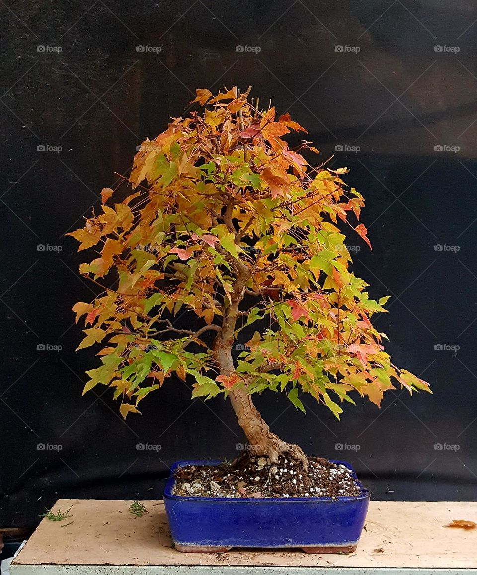 maple bonsai