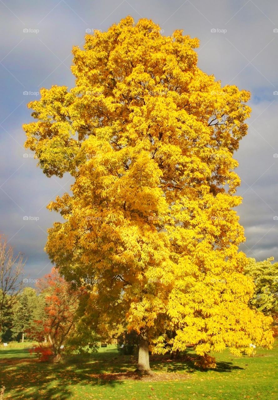 Ginkgo yellow tree