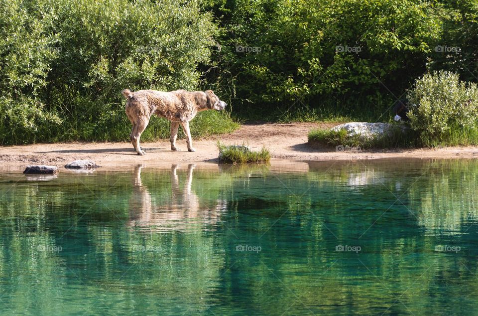 A dog's shaking off the water after swimming in a river