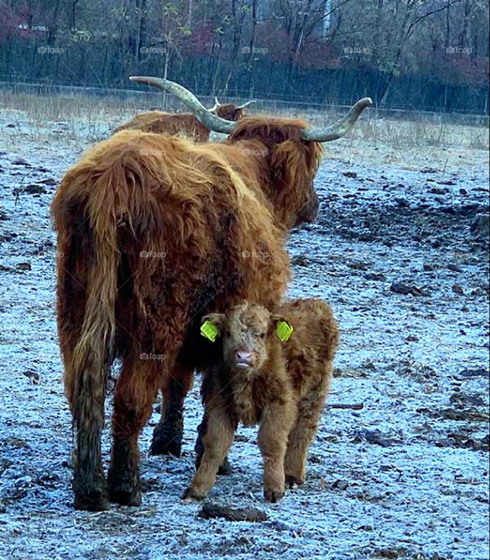 Spring.  The birth of a new life.  A large cow covered with long hair stands in the pasture.  A small calf stands nearby and looks at the camera