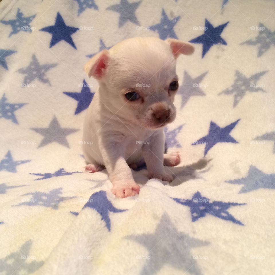 Rocky the chihuahua pup. This is a white chihuahua puppy I bred called Rocky