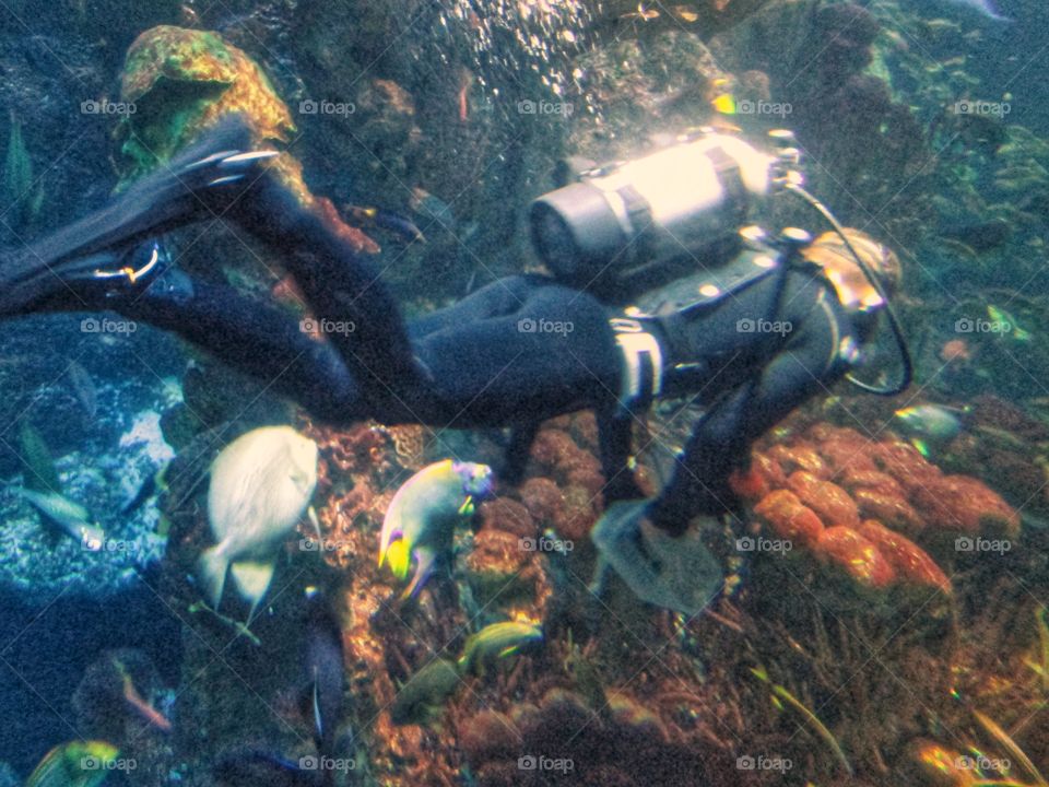 Diver feeding the fish at the Boston aquarium 