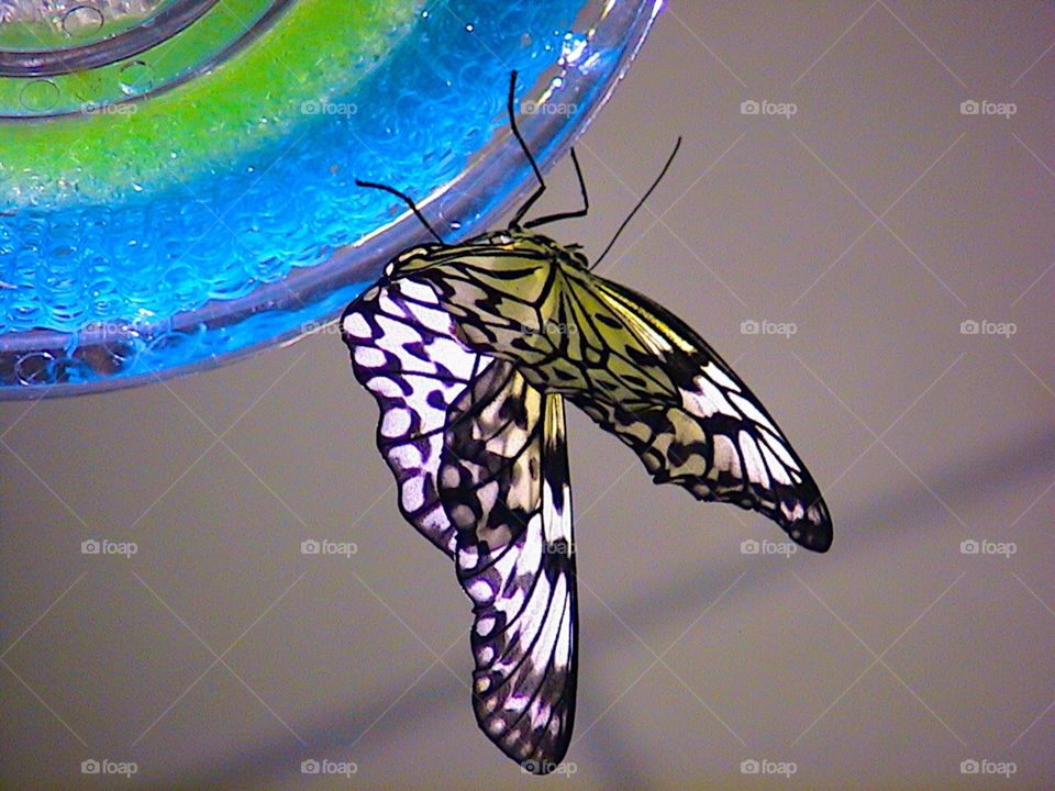 Butterfly on glass