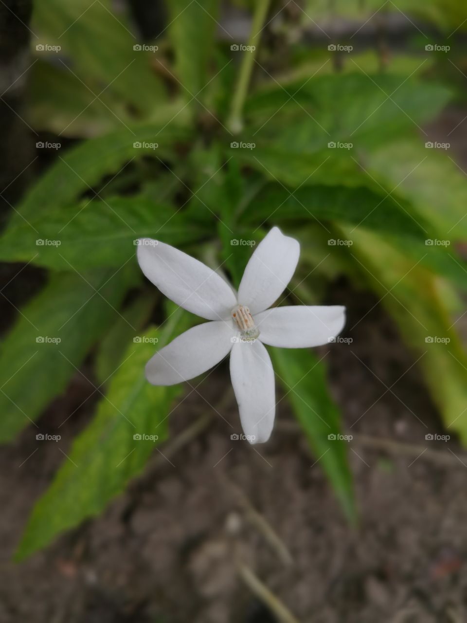 White flower