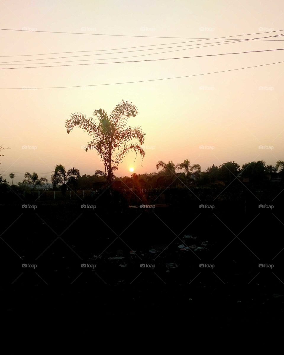 palm sunset
