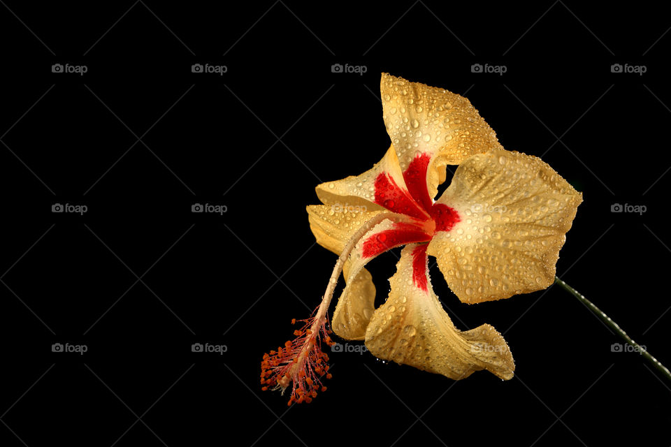 Hibiscus flower with water drops on black background
