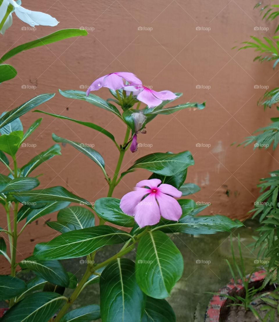 Pink and green beauty