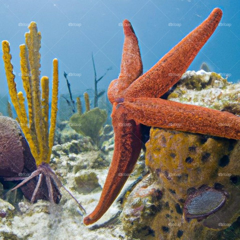 underwater starfish