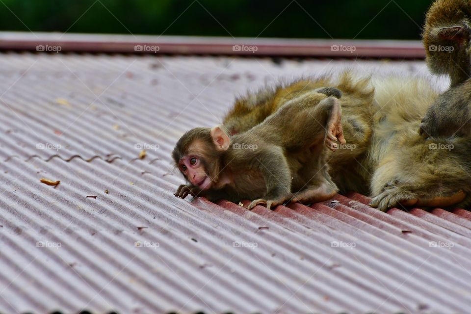 Japanese baby macaque