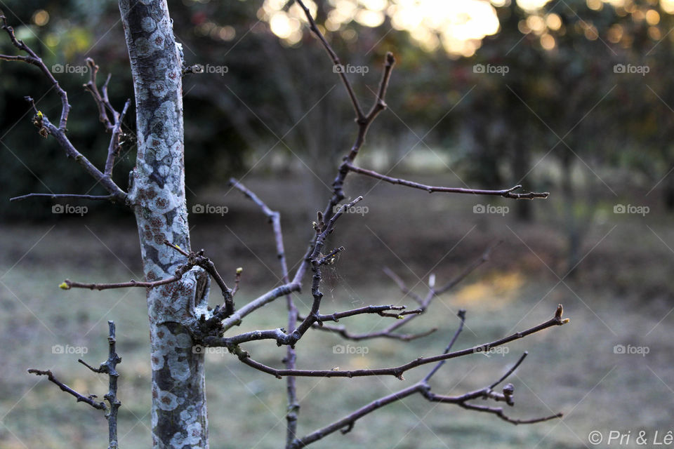 Tree branches