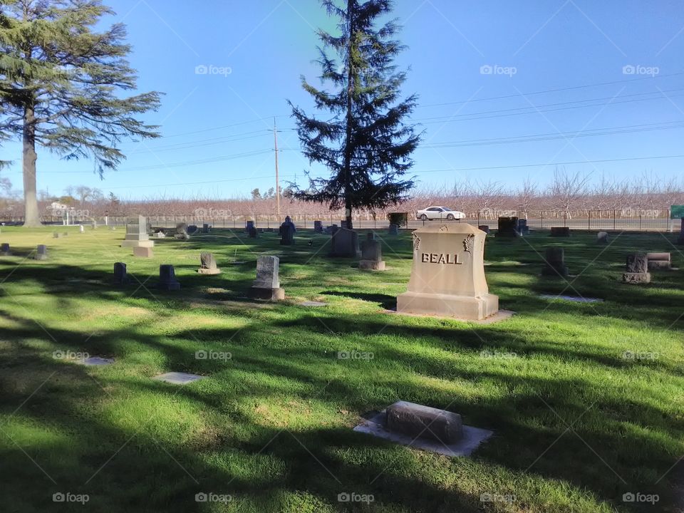 tombstones near a tree