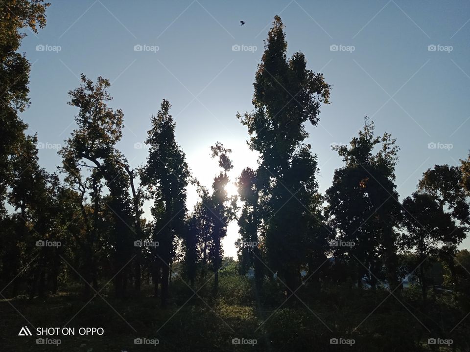 sunset looking in the forest