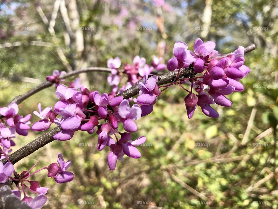 Spring time in South Carolina 
