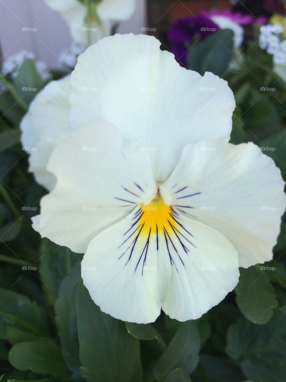 Pansy