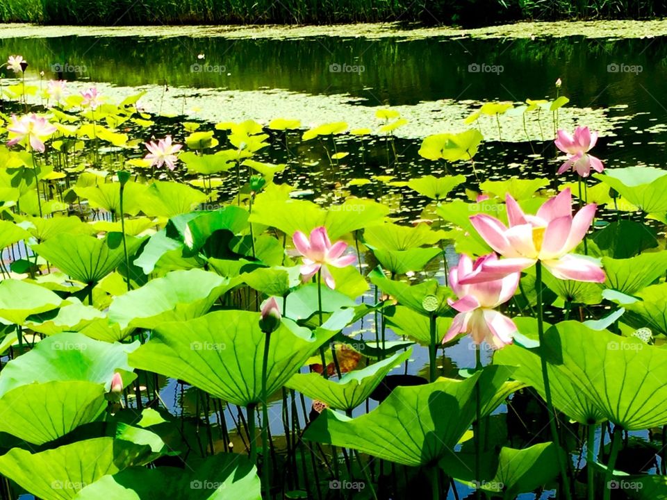 Lake Hamana Flower Garden