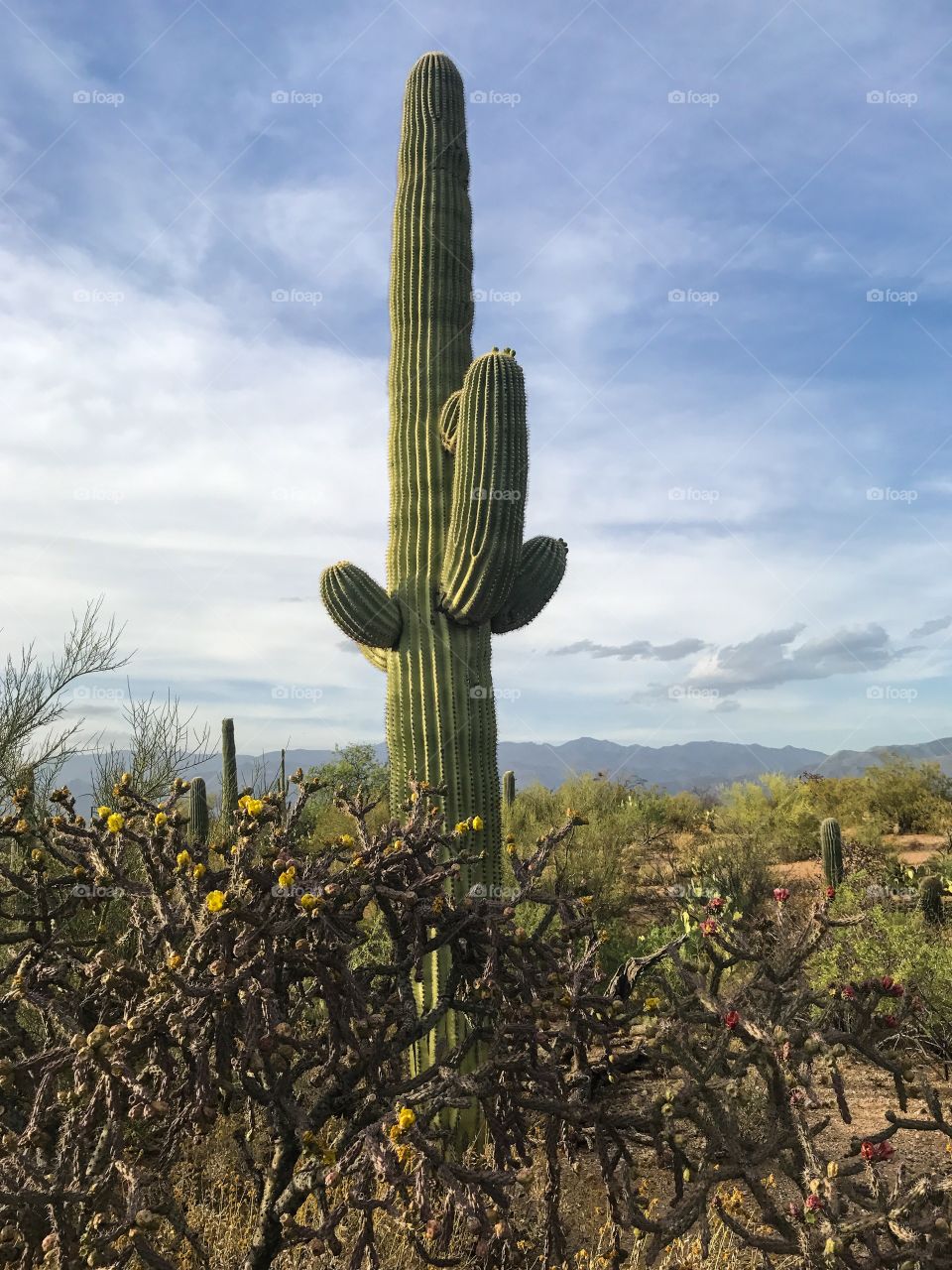 Desert Landscape 