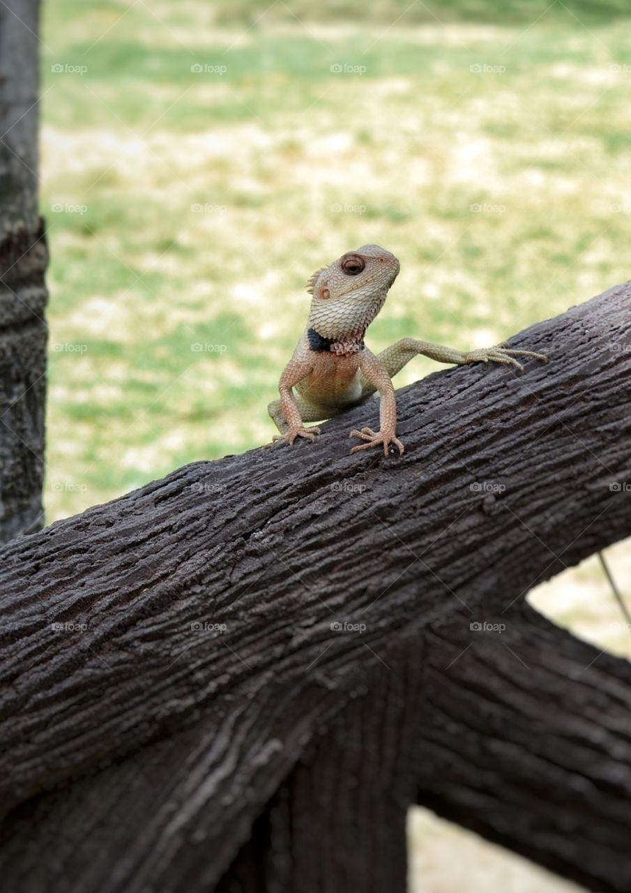 Old World lizard
in the garden.
ready to jump front view (in action)