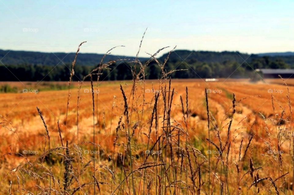 landscape field farm scenery by merethe