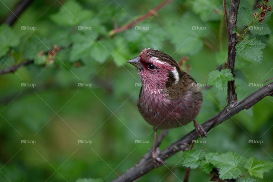 Beautiful and cute bird