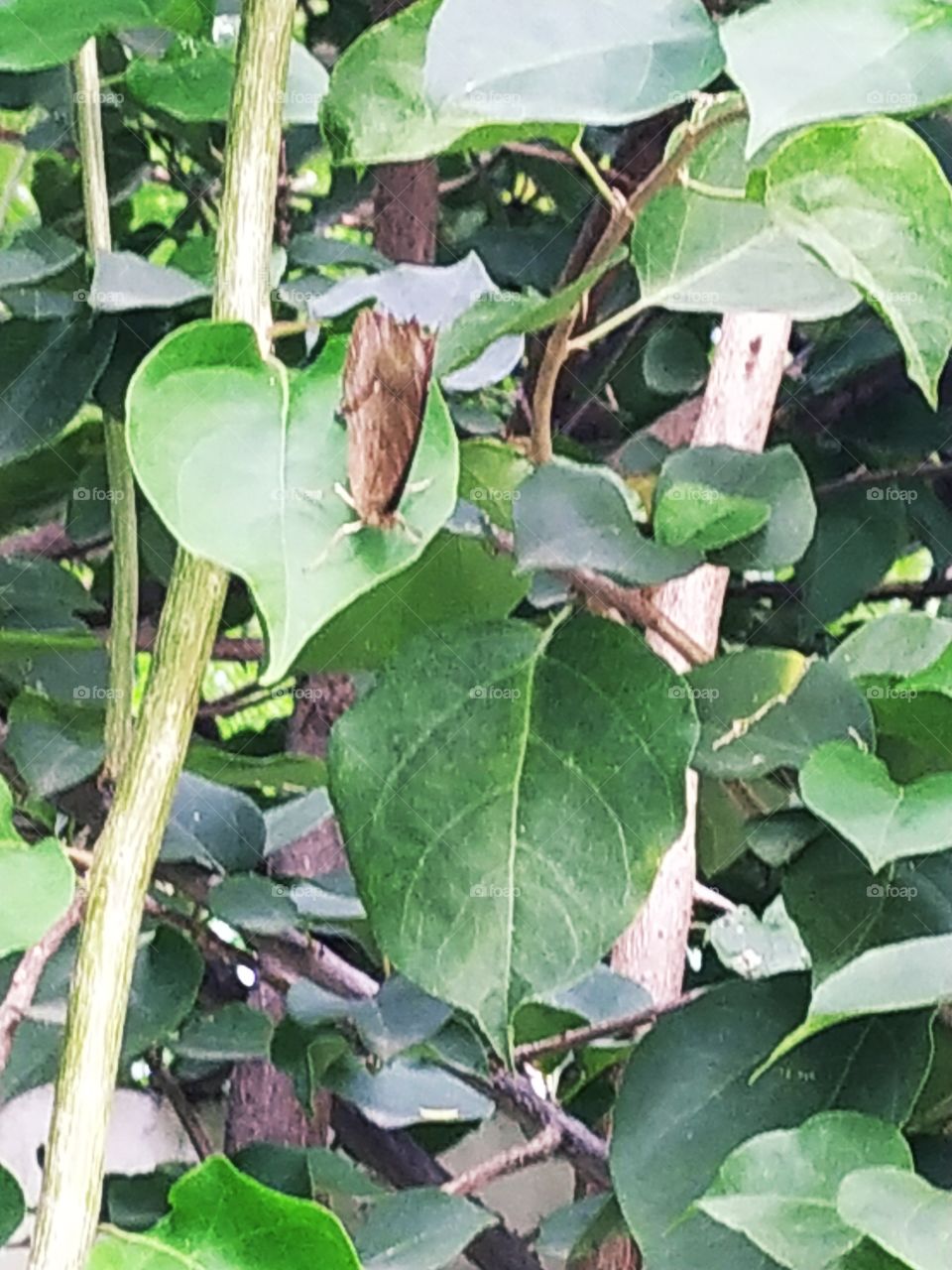 the beautiful brown butterfly resting on a green leaf