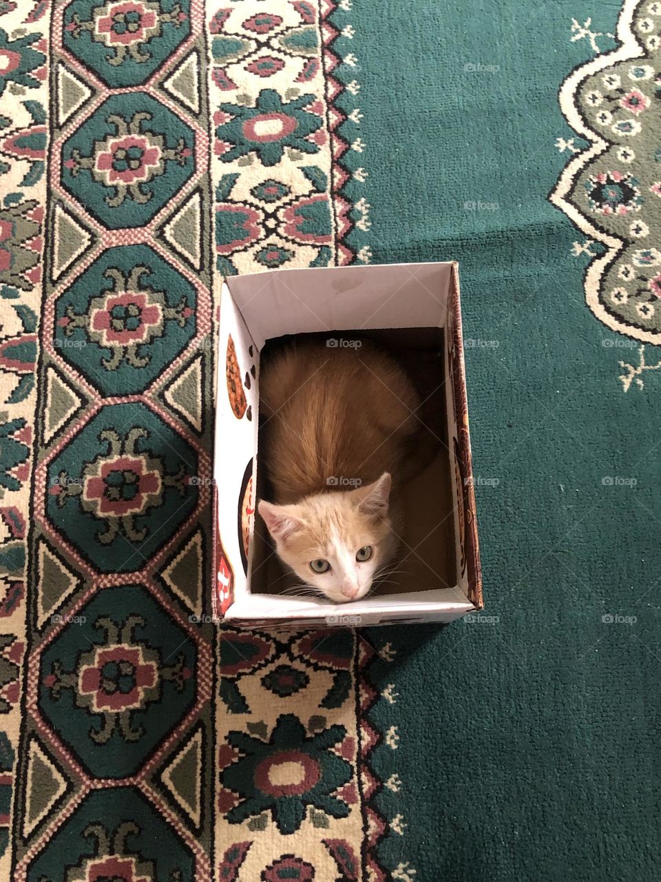 Beautiful cat in the box looking at camera 