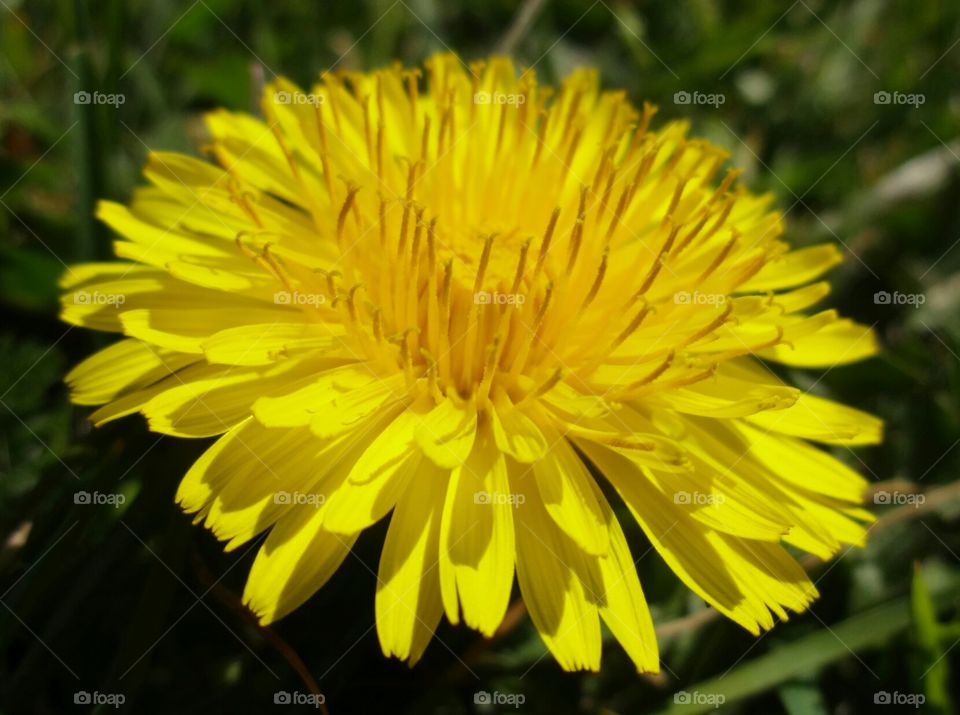 dandelion. yellow spring flower 