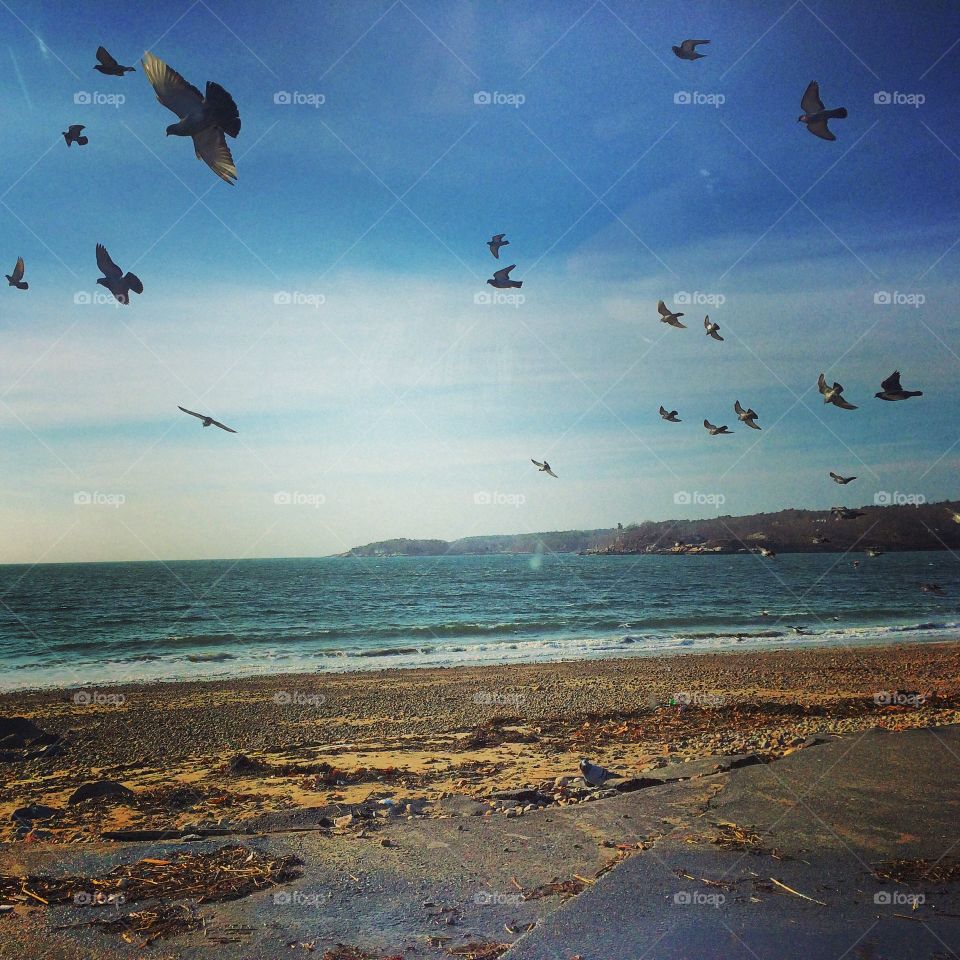 Seagulls and ocean 