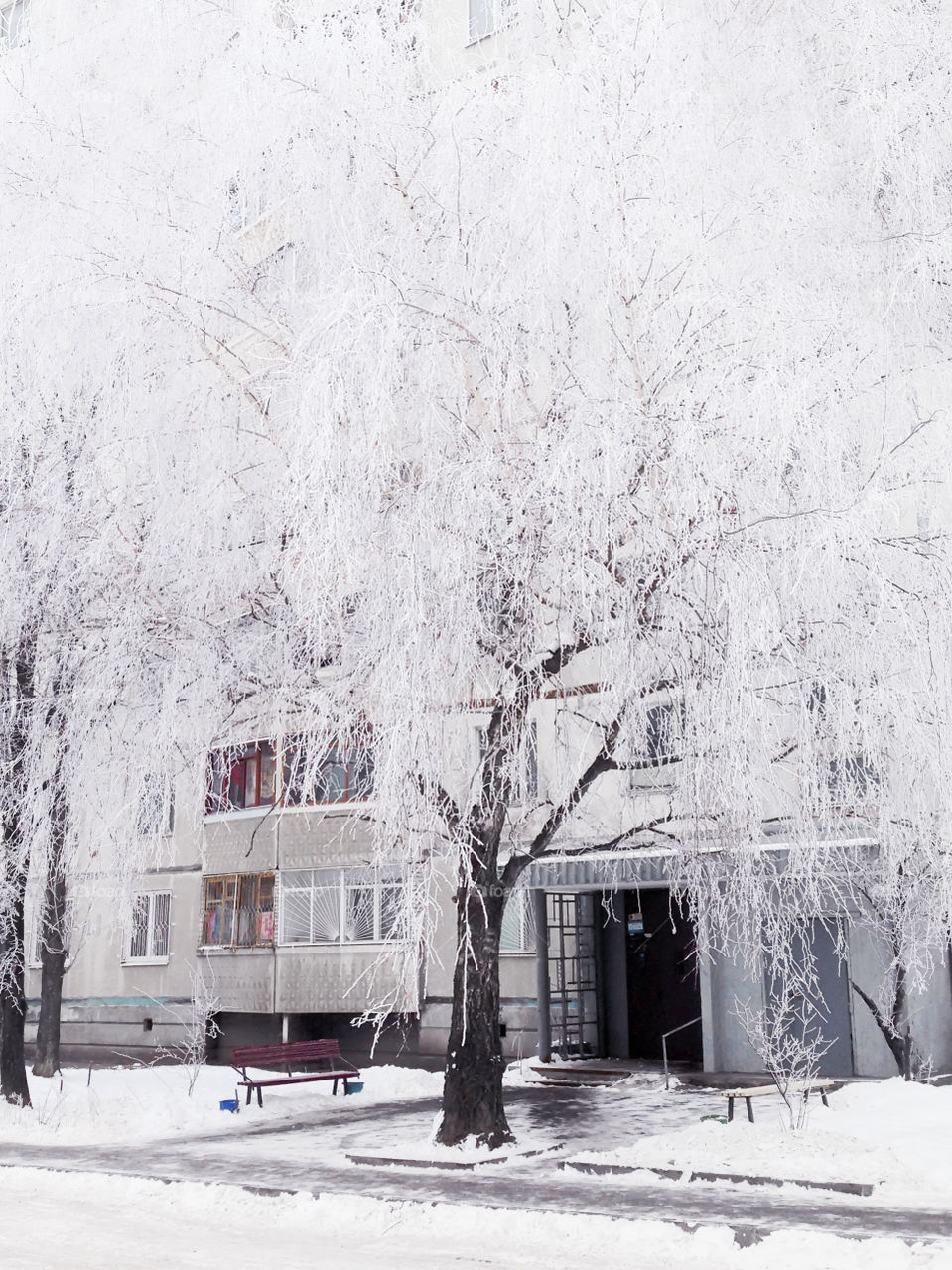 White frozen tree in front of a building 