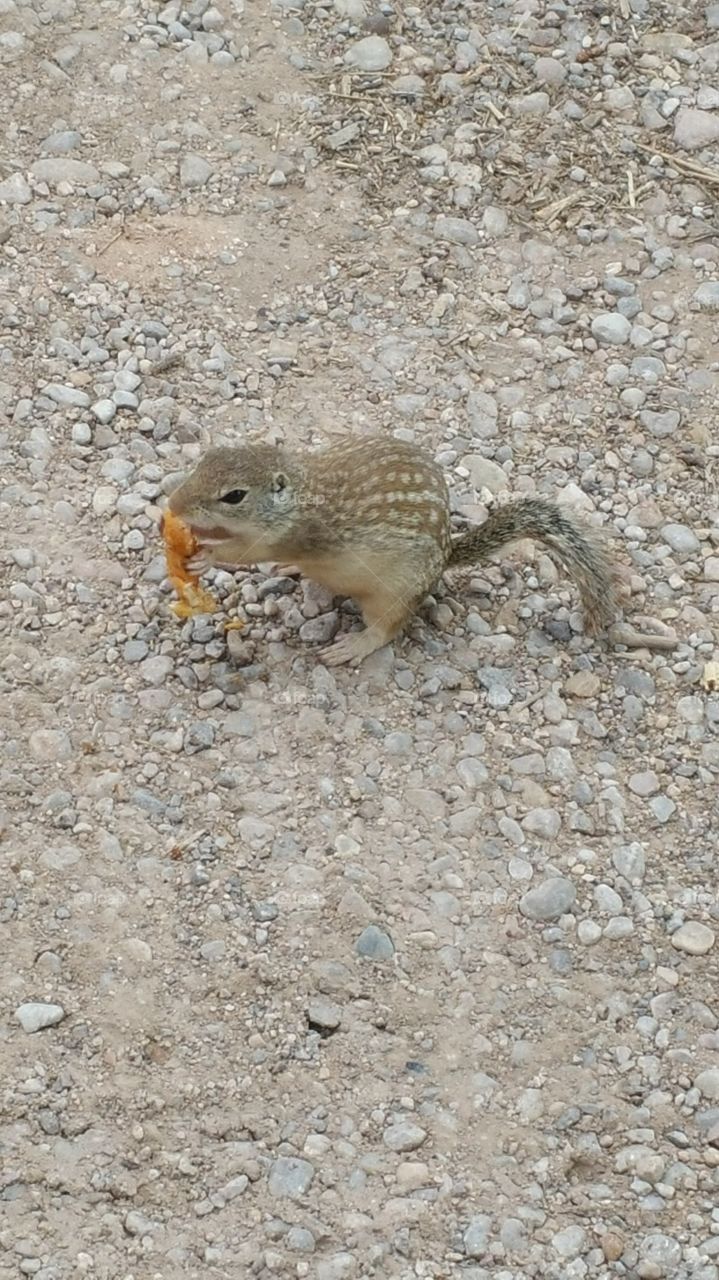 Just hanging out eating a little snack.