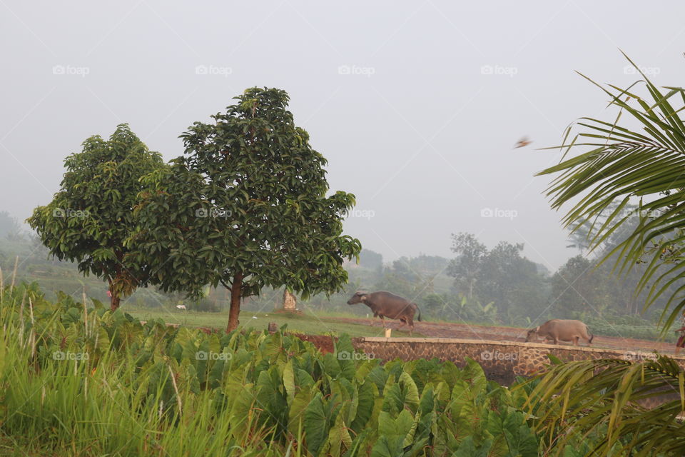 buffalo bull in the early morning