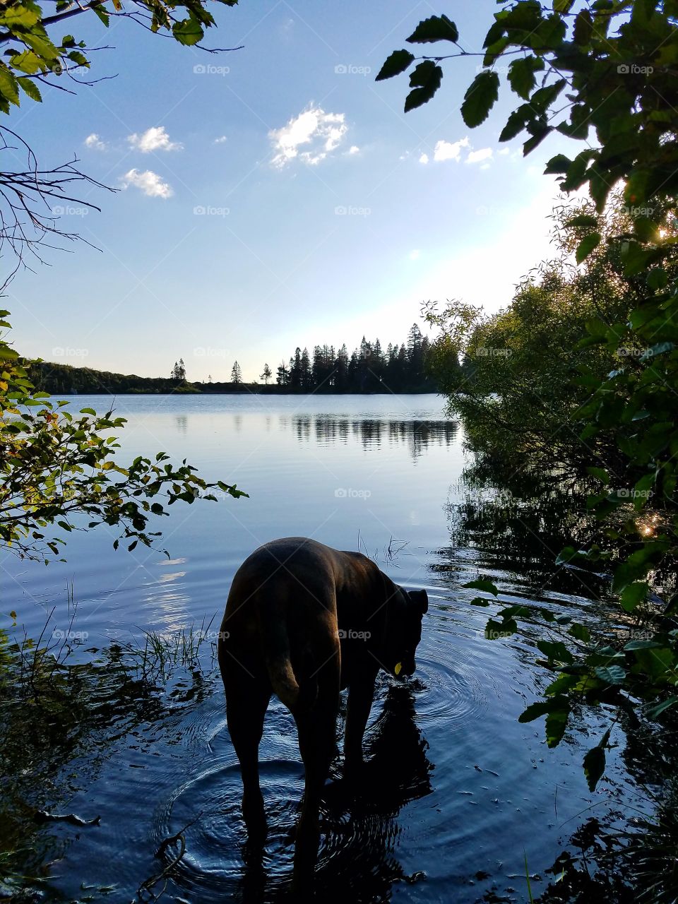 Thor getting a drink, up in the Sierras!