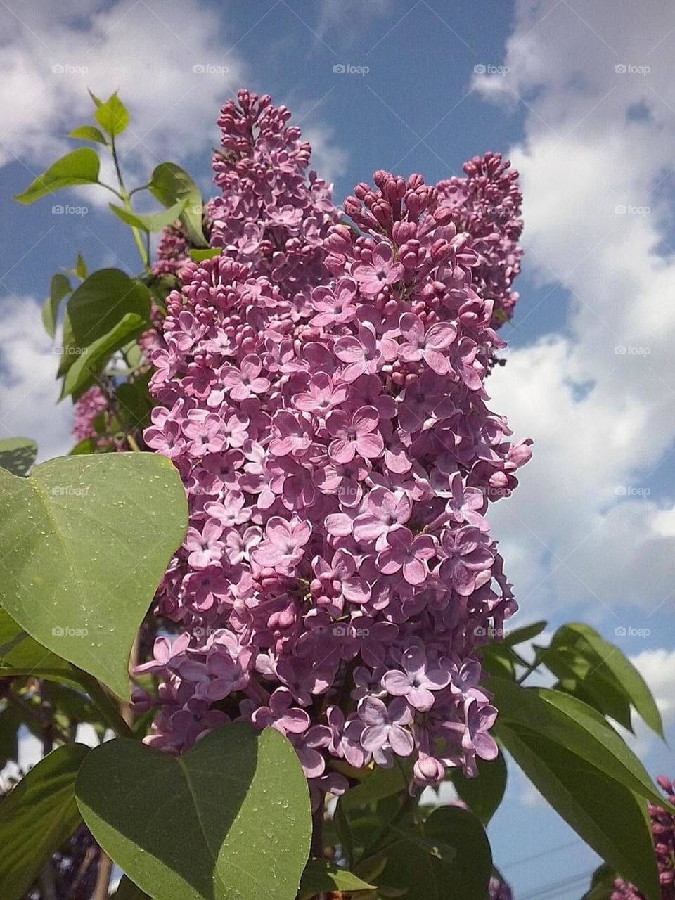 Beautiful spring lilac flower