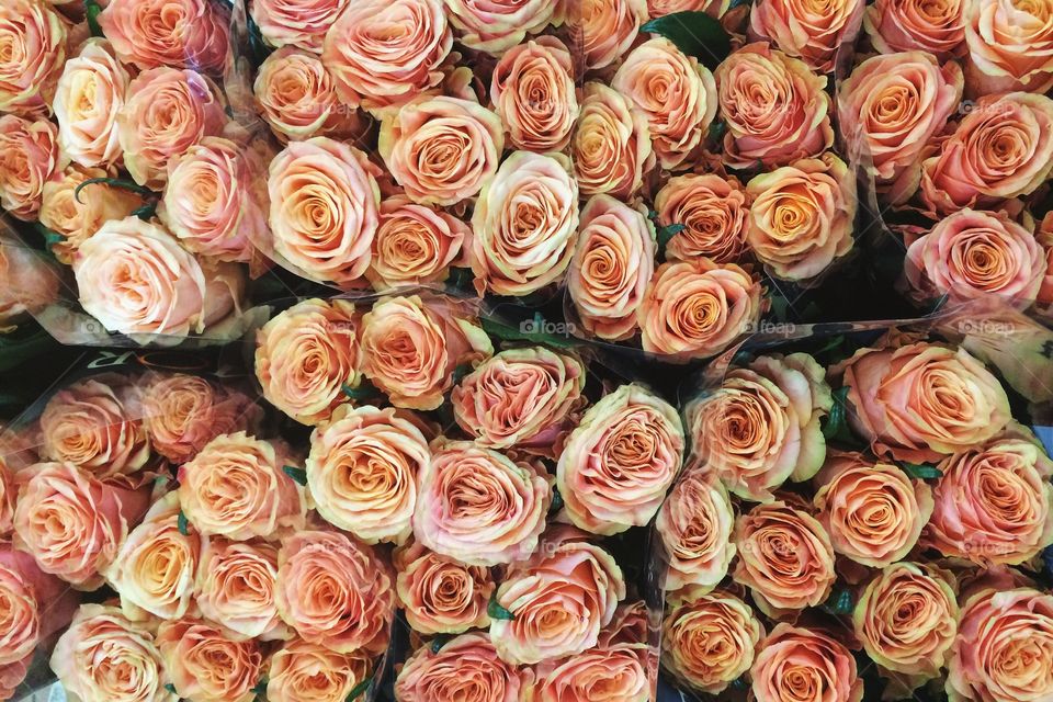 Full frame of orange flowers