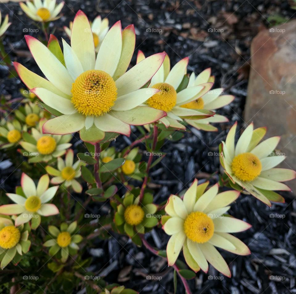 Garden flora