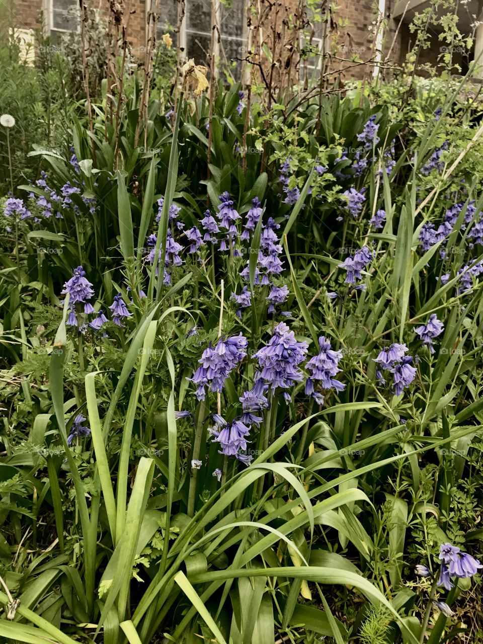 wild blue bells in a grassy bank in wembley near Park Lane methodist church 