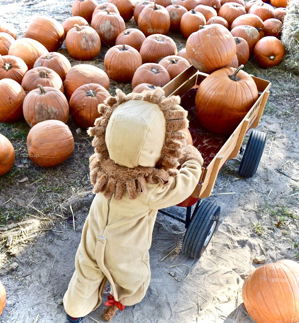 Pumpkin Patch Adventures 