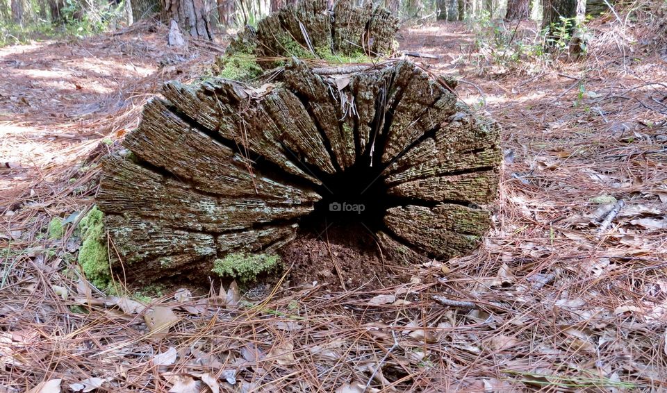 View of a fallen log stump