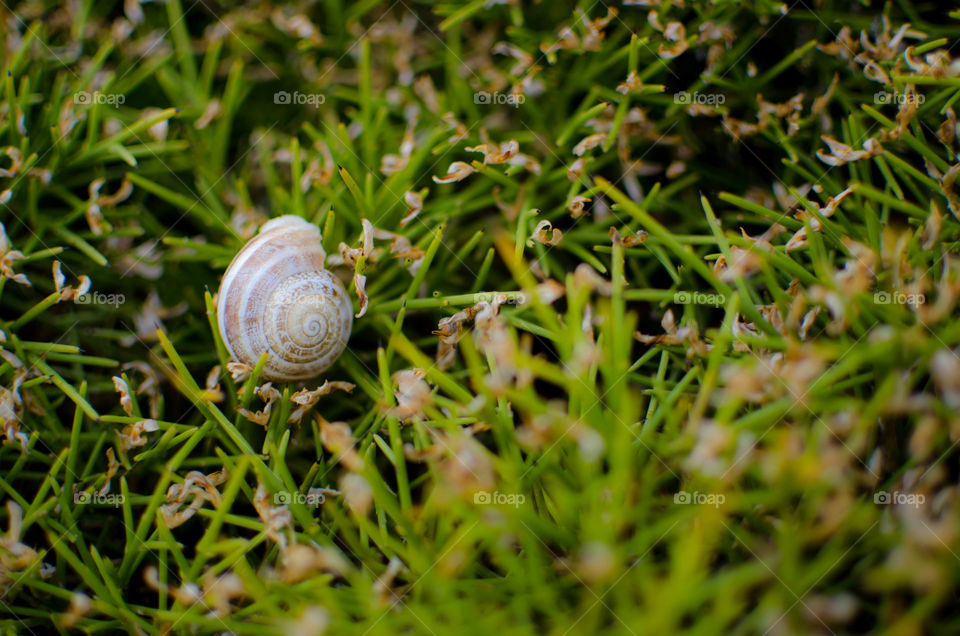 Sea shell on grass