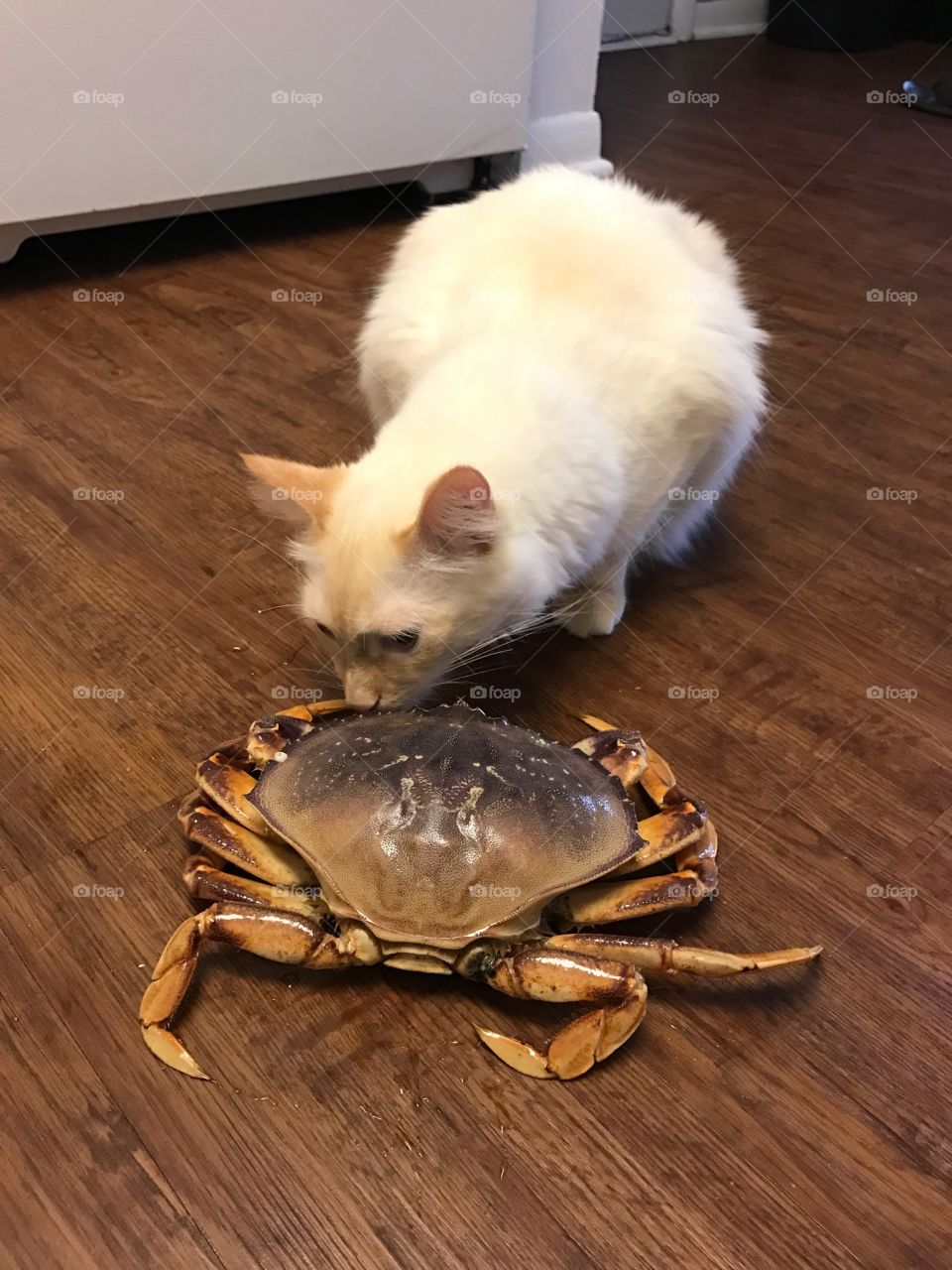 Fighting with the crab.