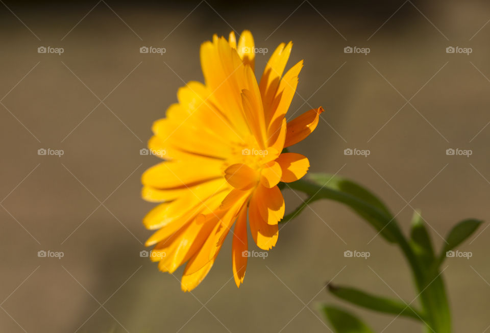 Marigold close up