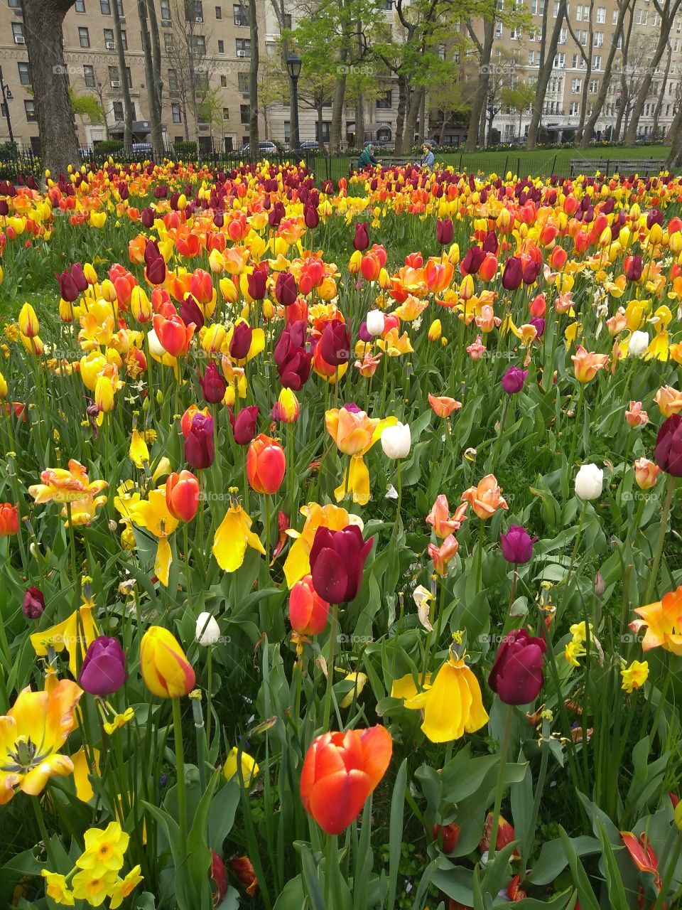 Spring Flowers NYC